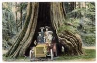Cedar Tree, 61 feet circumference, Stanley Park