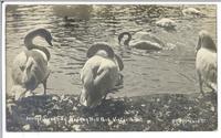 The Swans in Beacon Hill Park, Victoria, B.C.C.