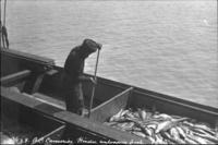 Imperial Cannery - unloading fish