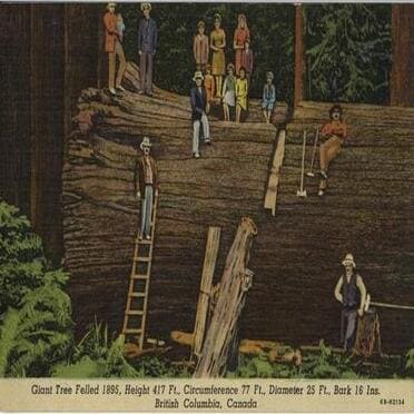 BC Postcard image of giant tree felled in 1895