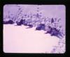 Alpine_028-Thumbnail Image.jpg