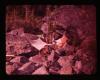 Alpine_093-Thumbnail Image.jpg