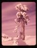Alpine_180-Thumbnail Image.jpg