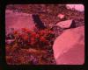 Alpine_210-Thumbnail Image.jpg