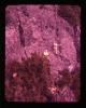 Alpine_220-Thumbnail Image.jpg