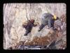 Alpine_466-Thumbnail Image.jpg