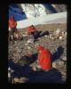Alpine_527-Thumbnail Image.jpg