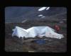 Alpine_534-Thumbnail Image.jpg