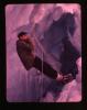 Alpine_575-Thumbnail Image.jpg