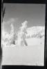 Alpine_613-Thumbnail Image.jpg