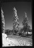 Alpine_721-Thumbnail Image.jpg