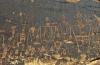 Cal-04763-Thumbnail Image.jpg