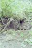 KitselasCanyon_dm_01-Thumbnail Image.jpg