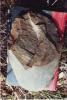 KitselasCanyon_dm_23-Thumbnail Image.jpg