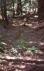 KitselasCanyon_dm_73-Thumbnail Image.jpg