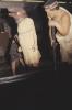 warobjects145-Thumbnail Image.jpg