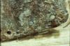 warobjects526-Thumbnail Image.jpg