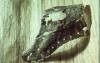 warobjects528-Thumbnail Image.jpg