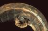 warobjects559-Thumbnail Image.jpg
