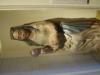 Hodebert_maybe-Thumbnail Image.jpg